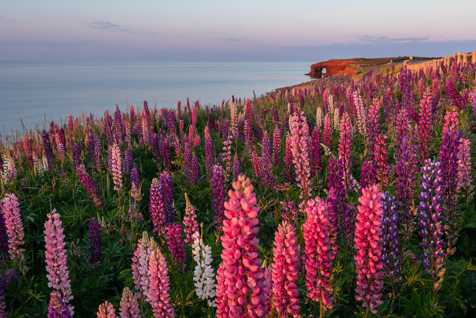 Prince Edward Island Lupins Prince Edward Island Lupins