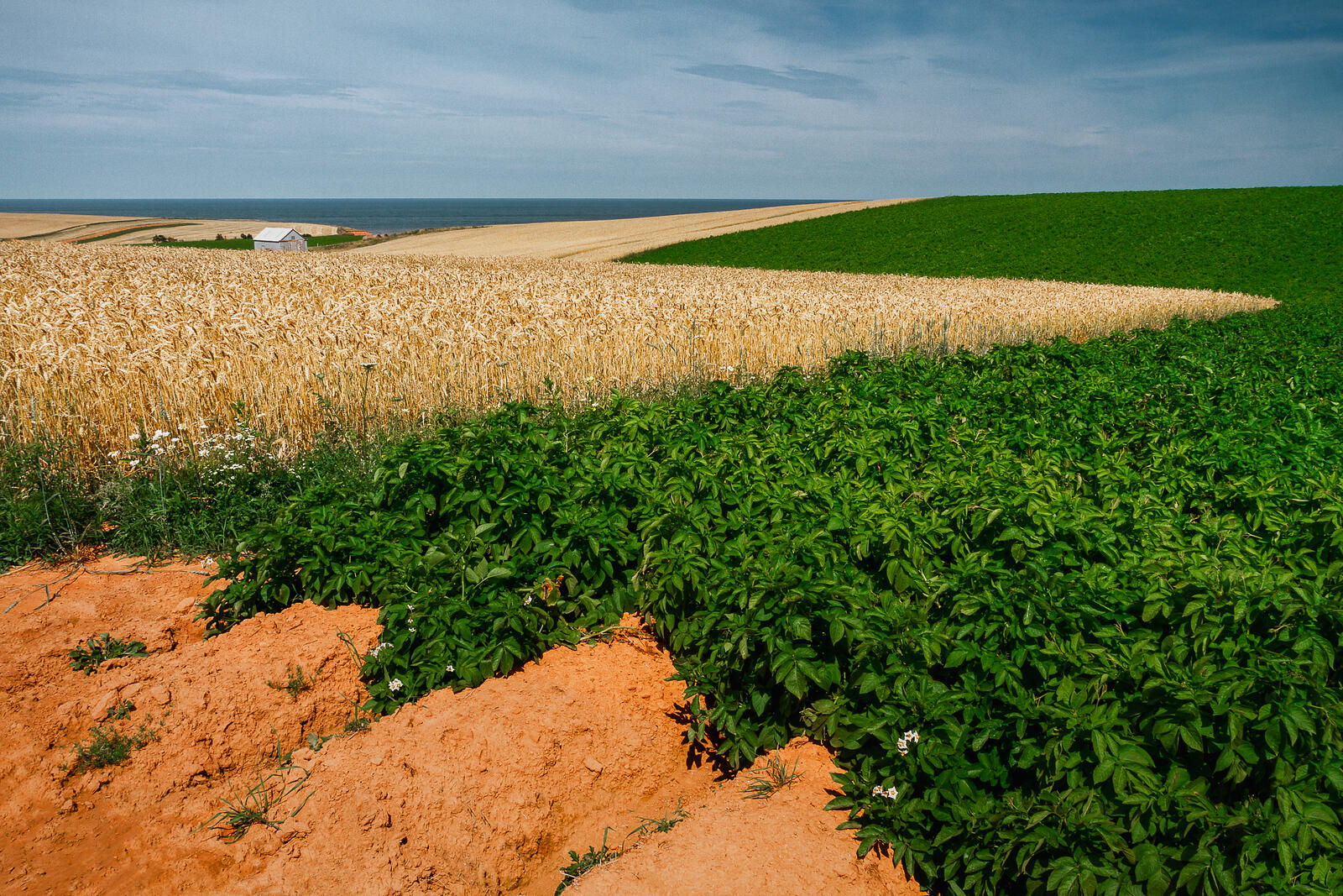 Prince Edward Island Potato Field Prince Edward Island Potato Field